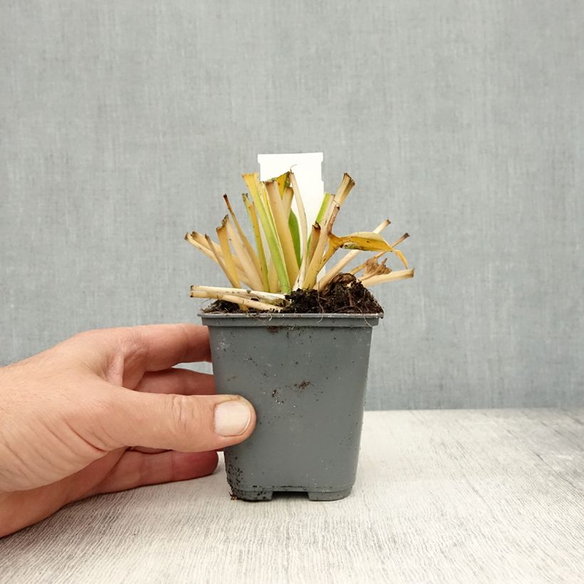 Exemplar von Hosta fortunei Twilight - Garten-Funkie Kleine Töpfe von 8/9 cm wie im Herbst geliefert