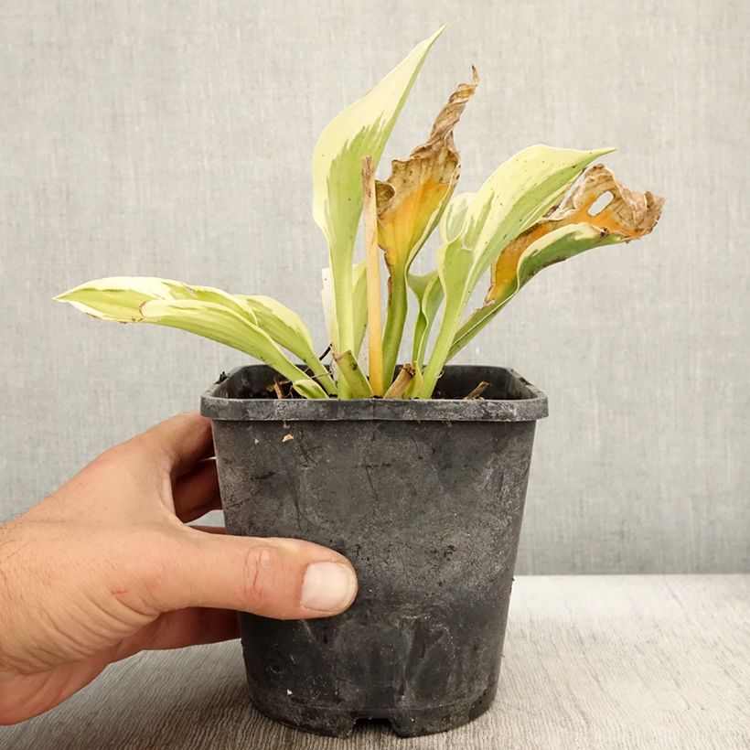 Exemplar von Hosta fortunei Twilight - Garten-Funkie Topf mit 1,5L/2L wie im Herbst geliefert