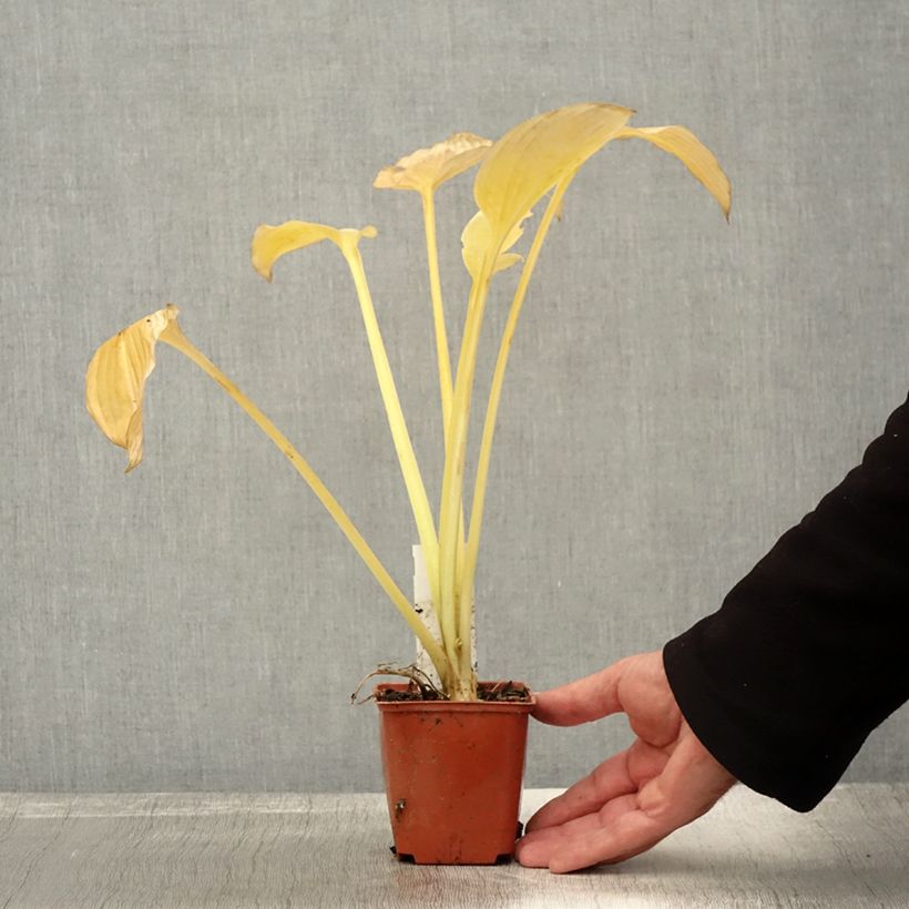 Exemplar von Hosta fortunei hyacinthina - Garten-Funkie Kleine Töpfe von 8/9 cm wie im Herbst geliefert