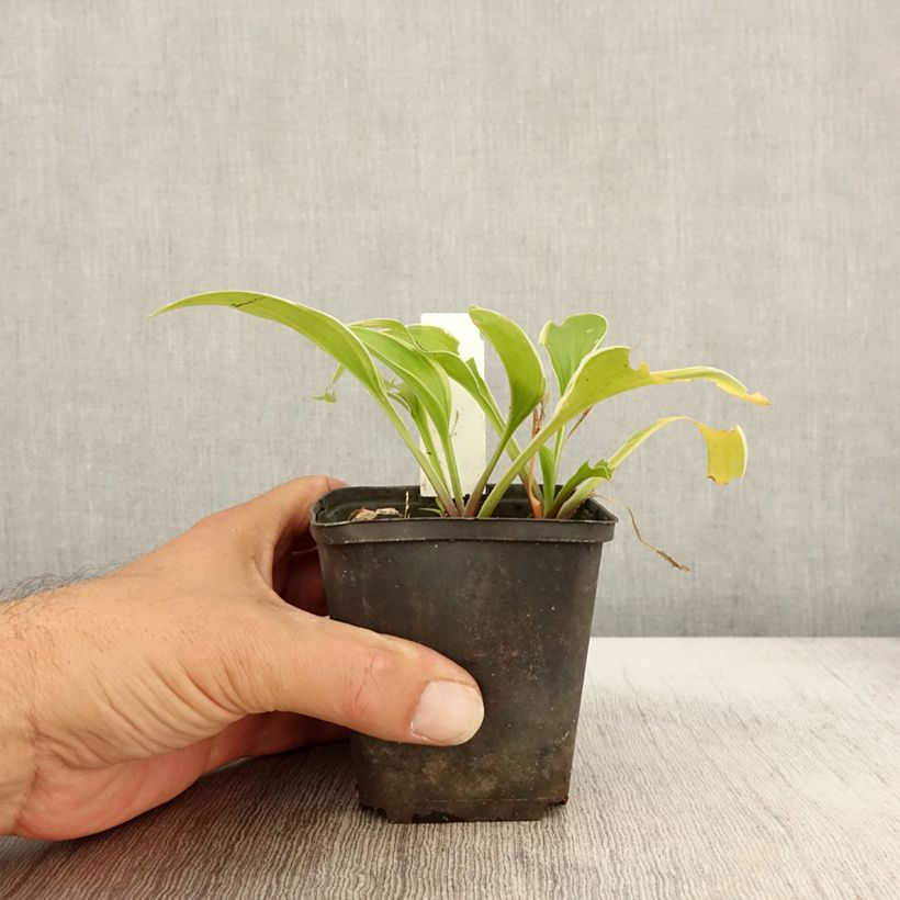 Exemplar von Hosta Fragrant Fire - Garten-Funkie Kleine Töpfe von 8/9 cm wie im Herbst geliefert