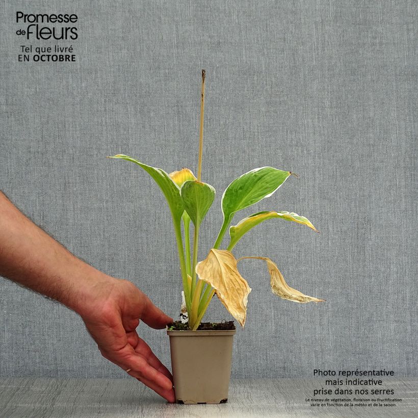 Exemplar von Hosta fortunei Francee - Garten-Funkie Kleine Töpfe von 8/9 cm wie im Herbst geliefert