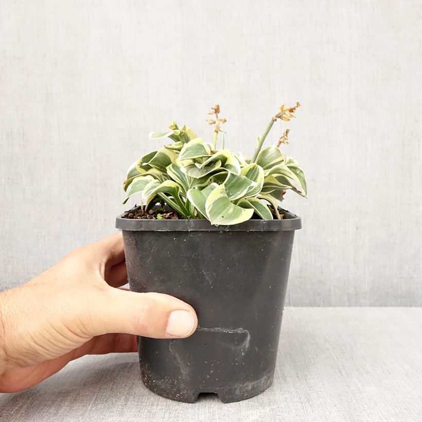 Exemplar von Hosta Frosted Mouse Ears - Garten-Funkie Topf mit 1,5L/2L wie im Herbst geliefert