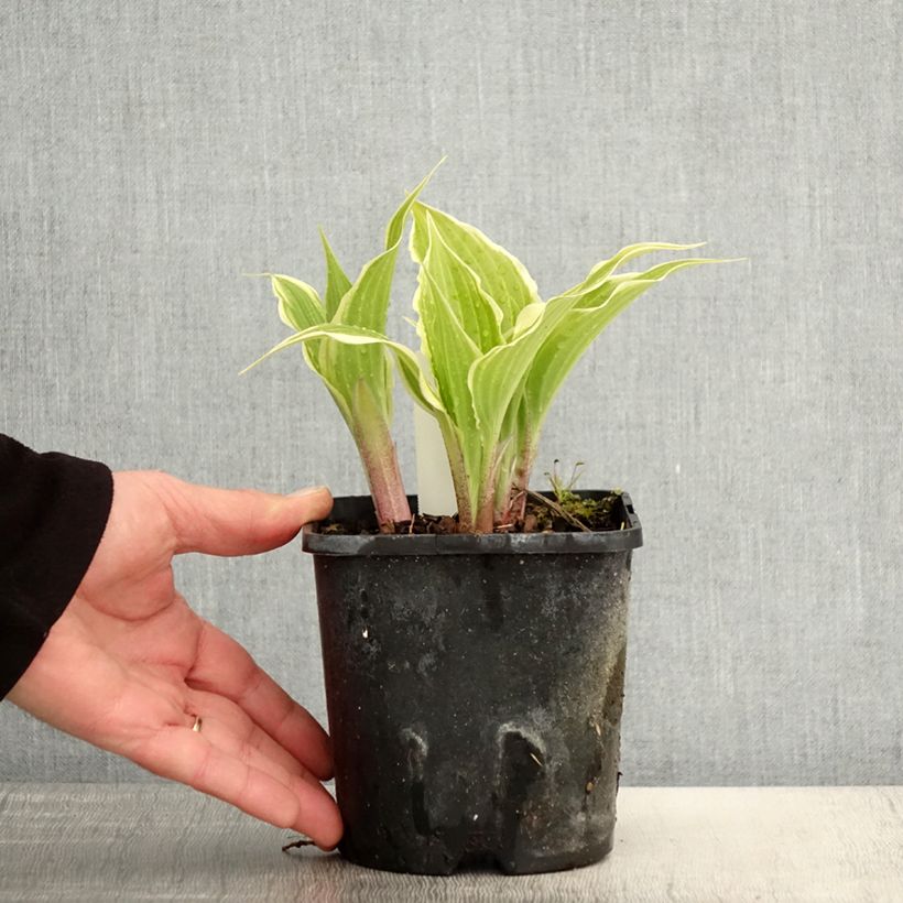 Exemplar von Hosta Frosted Raspberry - Garten-Funkie Topf mit 1,5L/2L wie im Frühjahr geliefert