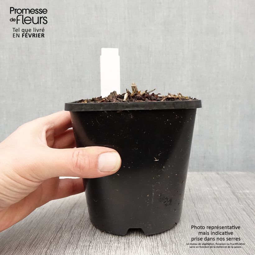 Exemplar von Hosta Goldbrook Glimmer - Garten-Funkie Topf mit 1,5L/2L wie im Winter geliefert