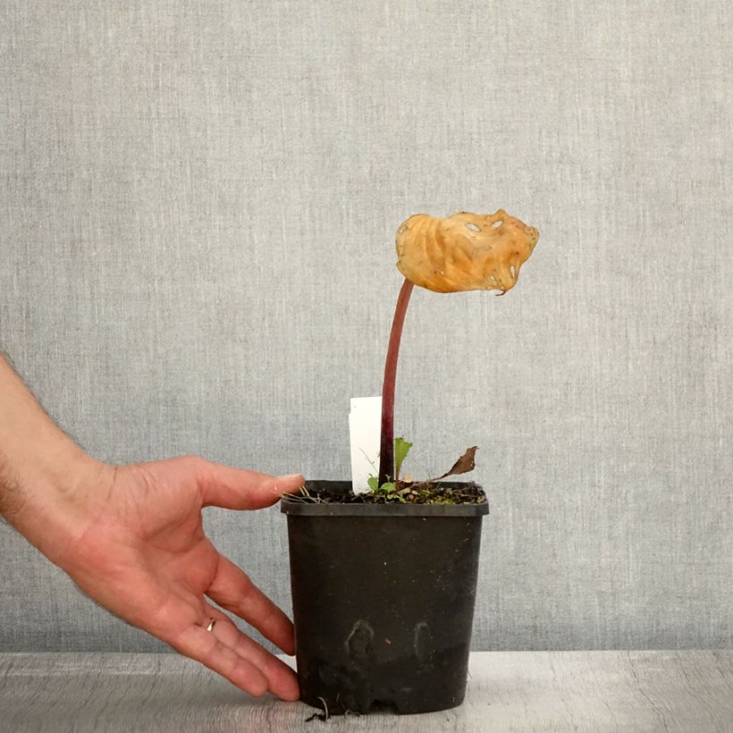 Exemplar von Hosta Gooseberry Sundae - Garten-Funkie Topf mit 1,5L/2L wie im Herbst geliefert