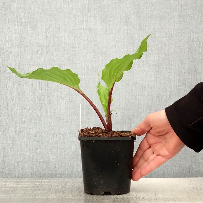 Exemplar von Hosta Gooseberry Sundae - Garten-Funkie Topf mit 1,5L/2L wie im Frühjahr geliefert