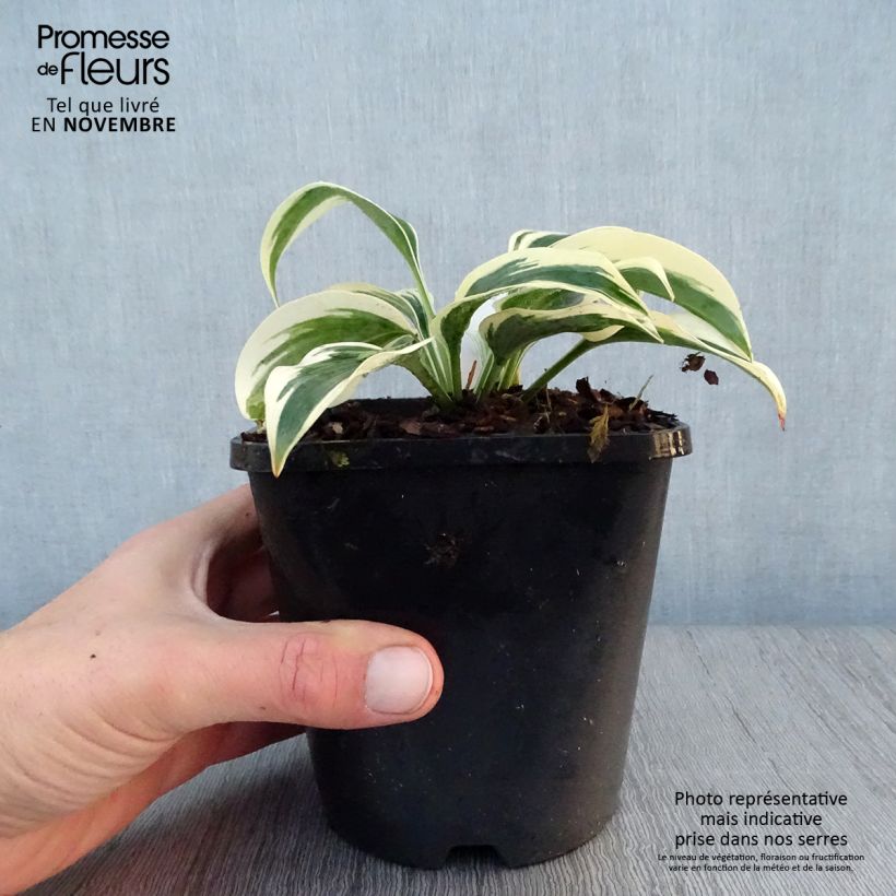 Exemplar von Hosta Great Escape - Garten-Funkie Topf mit 1,5L/2L wie im Herbst geliefert