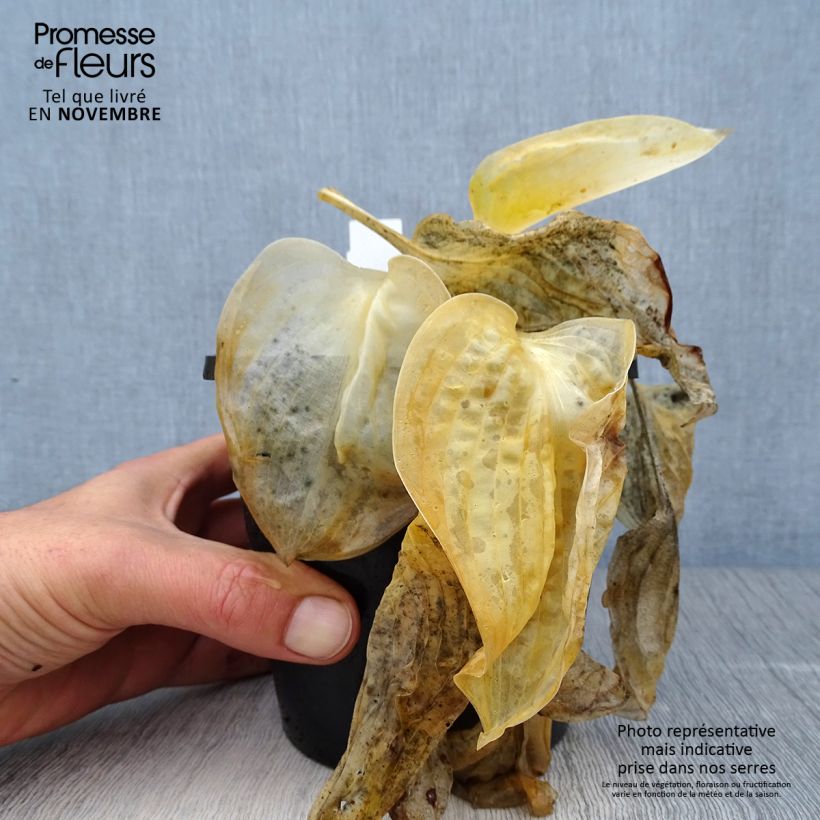 Exemplar von Hosta Great Expectations - Garten-Funkie Topf mit 1,5L/2L wie im Herbst geliefert
