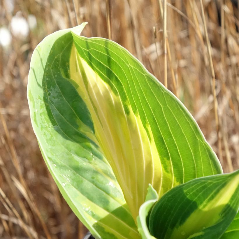 Hosta Great Expectations - Garten-Funkie (Laub)