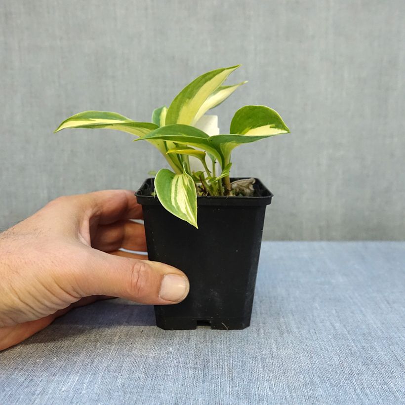Exemplar von Hosta Great Expectations - Garten-Funkie Kleine Töpfe von 8/9 cm wie im Herbst geliefert