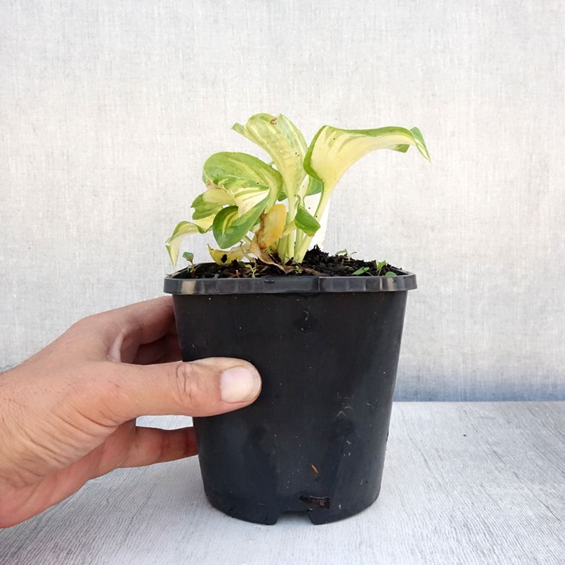 Exemplar von Hosta Great Expectations - Garten-Funkie Topf mit 1,5L/2L wie im Sommer geliefert