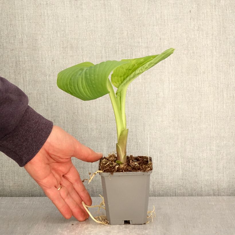 Exemplar von Hosta Guacamole - Garten-Funkie Kleine Töpfe von 8/9 cm wie im Frühjahr geliefert