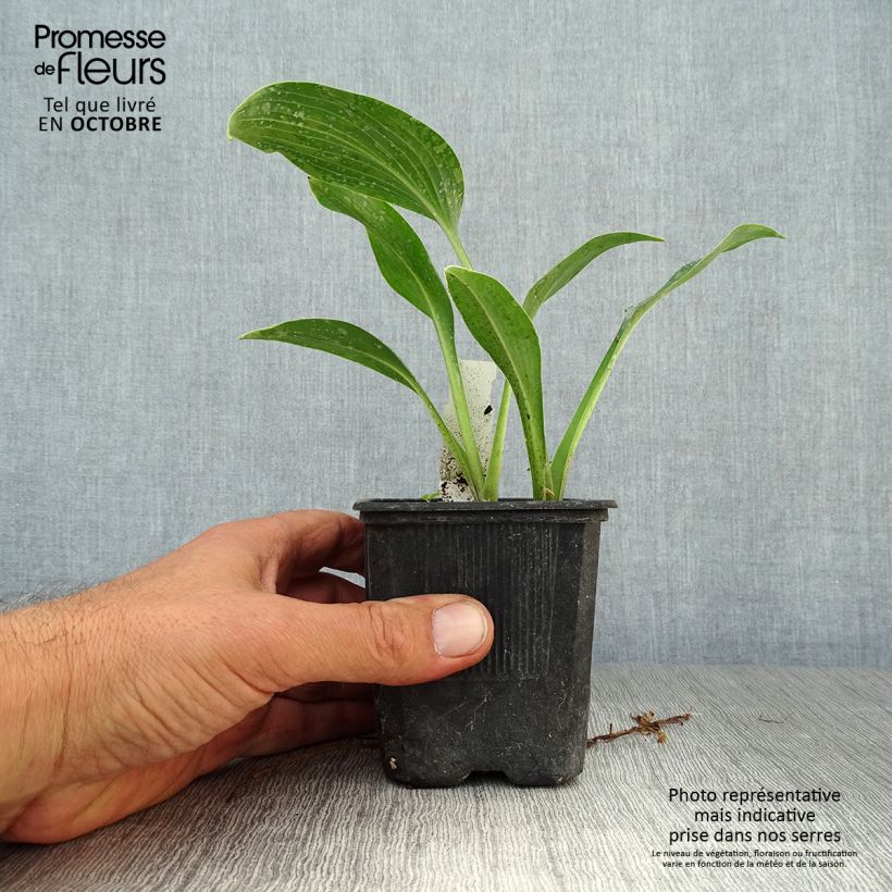 Exemplar von Hosta tardiana Halcyon - Garten-Funkie Kleine Töpfe von 8/9 cm wie im Herbst geliefert