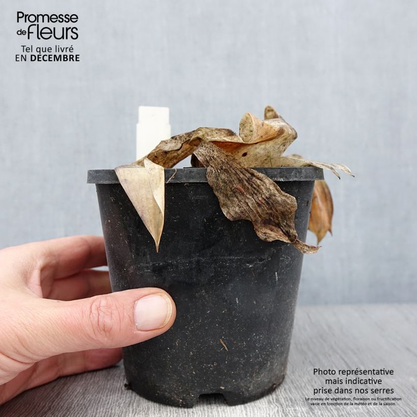 Exemplar von Hosta tardiana Halcyon - Garten-Funkie Topf mit 1,5L/2L wie im Herbst geliefert