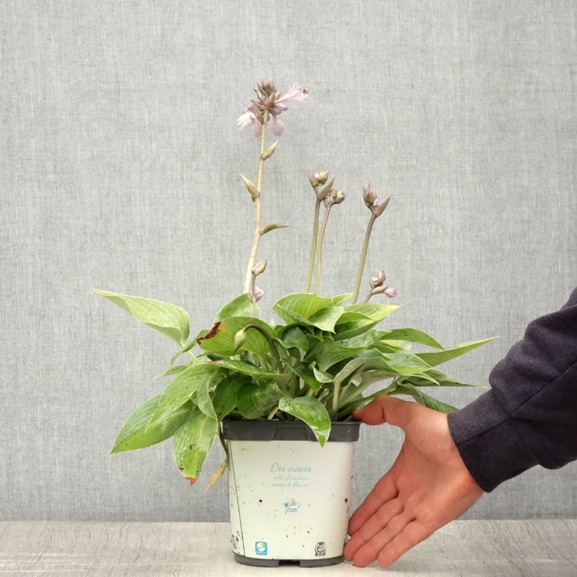 Exemplar von Hosta tardiana Halcyon - Garten-Funkie Topf mit 1L/1,5L wie im Sommer geliefert