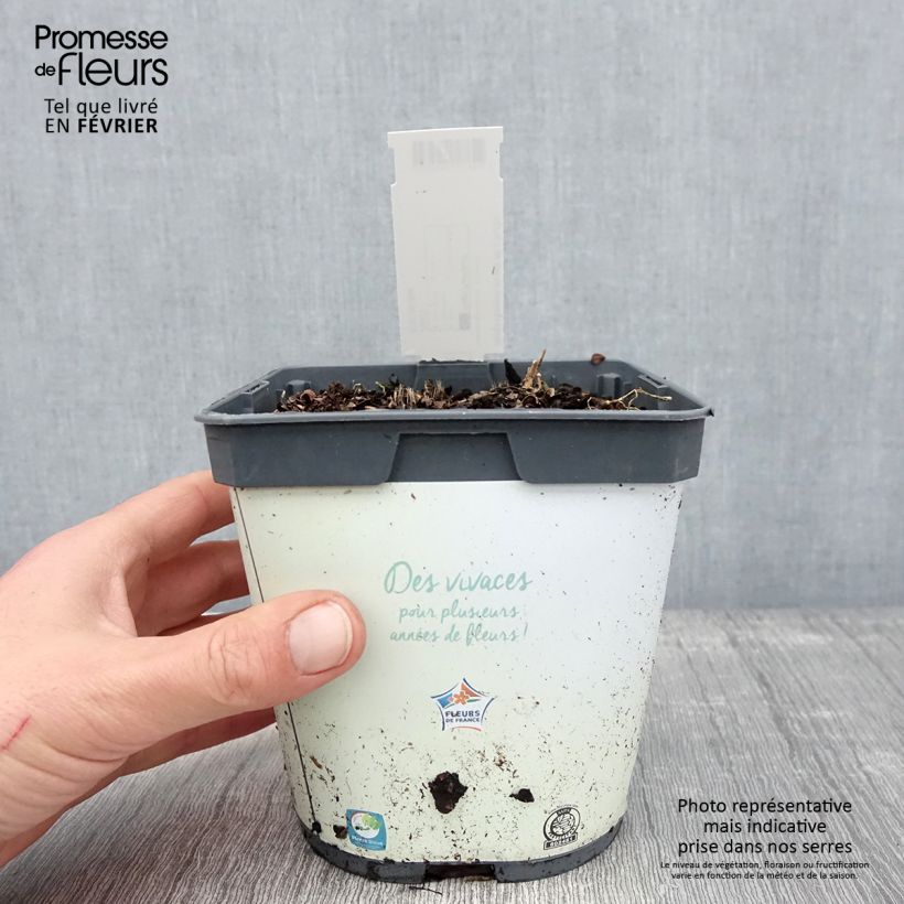 Exemplar von Hosta tardiana Halcyon - Garten-Funkie Topf mit 1L/1,5L wie im Winter geliefert