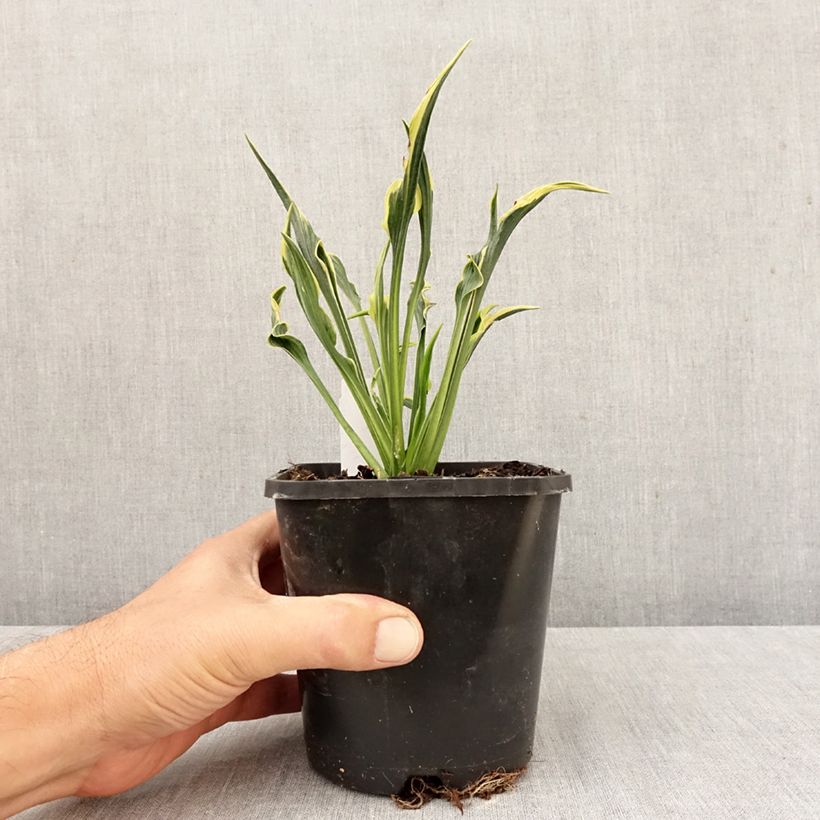 Exemplar von Hosta Hands Up - Garten-Funkie Topf mit 1,5L/2L wie im Herbst geliefert