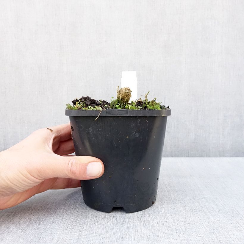 Exemplar von Hosta Hands Up - Garten-Funkie Topf mit 1,5L/2L wie im Winter geliefert