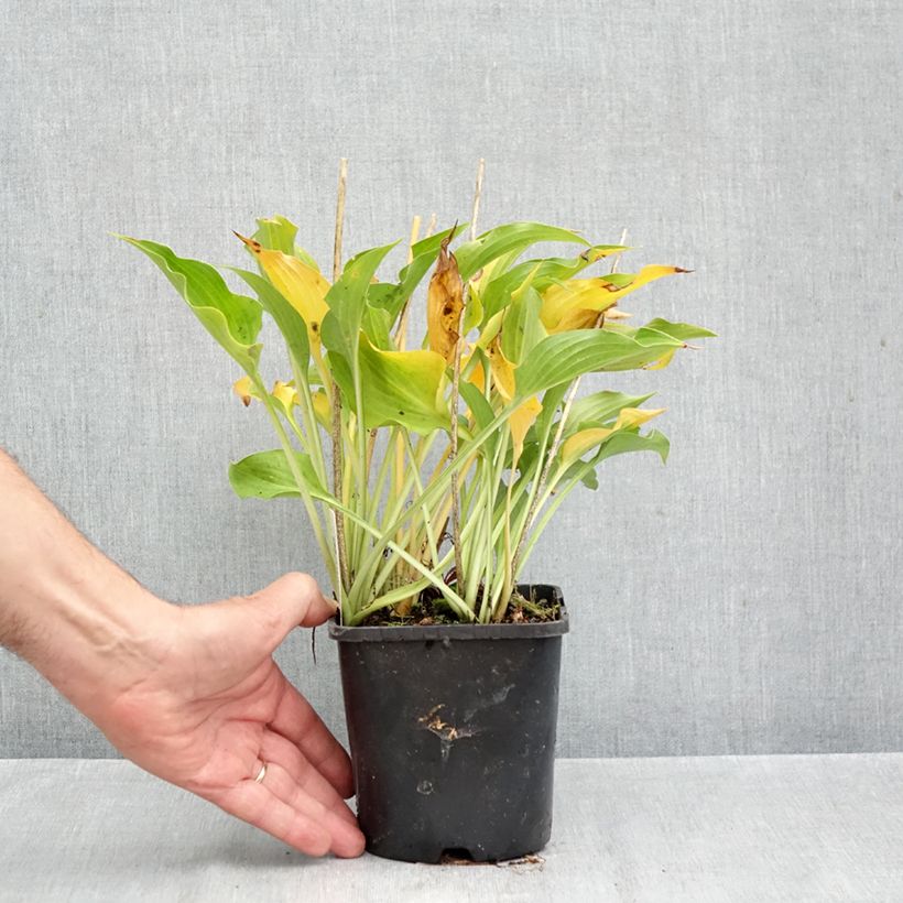 Exemplar von Hosta Harry Van Trier - Garten-Funkie Topf mit 1,5L/2L wie im Herbst geliefert