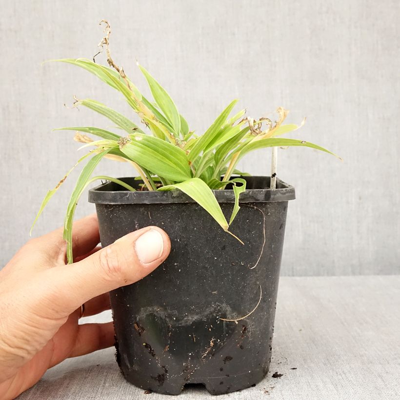 Exemplar von Hosta Hyuga Urajiro - Garten-Funkie Topf mit 1,5L/2L wie im Herbst geliefert