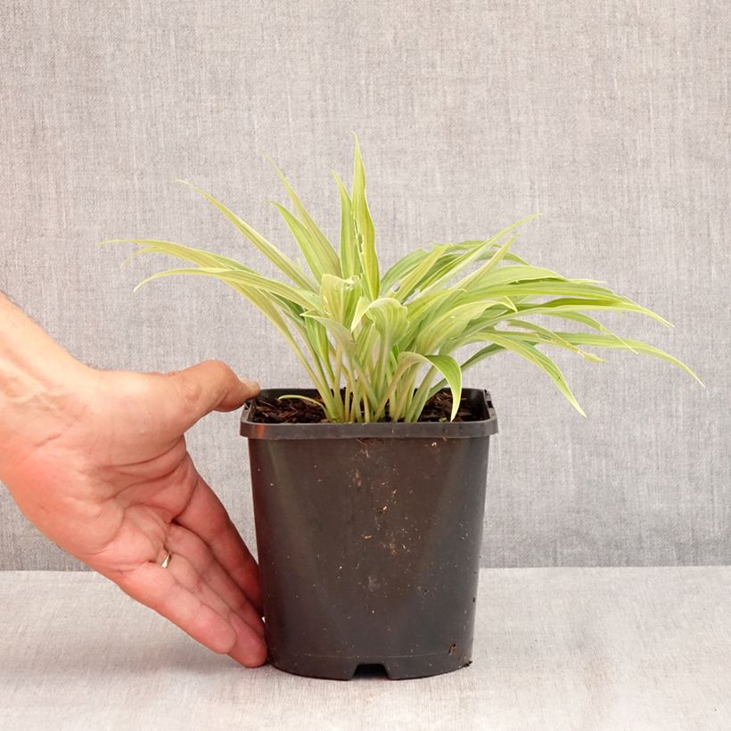 Exemplar von Hosta Hyuga Urajiro - Garten-Funkie Topf mit 1,5L/2L wie im Sommer geliefert