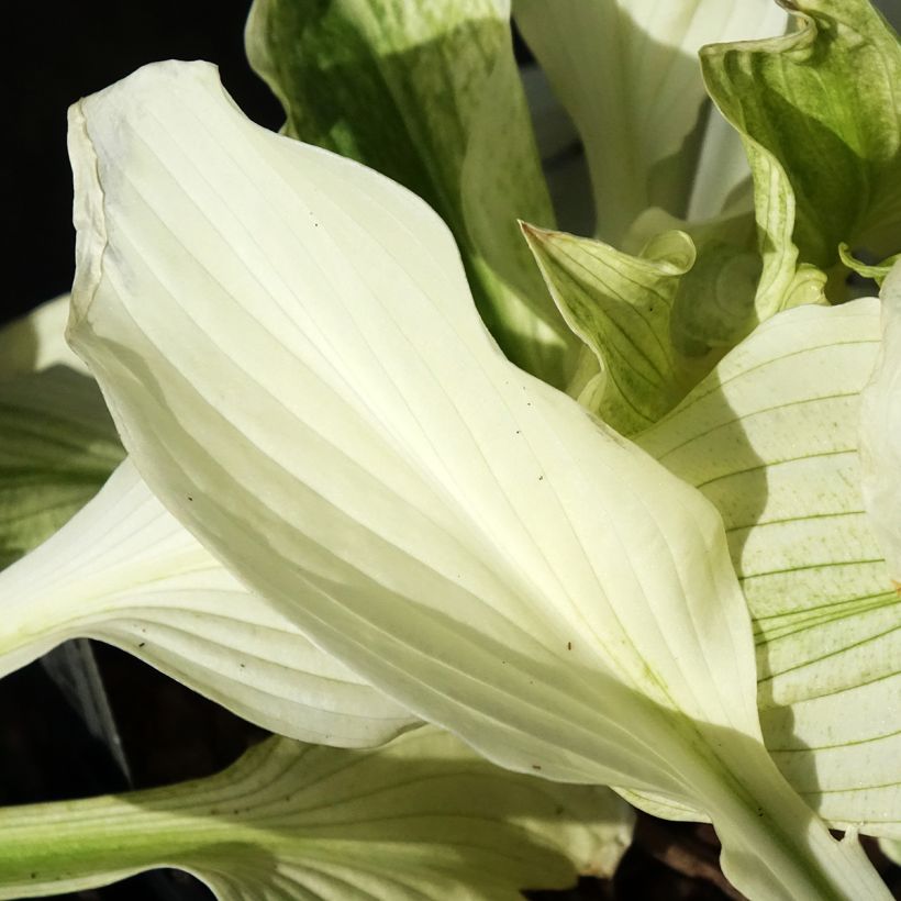 Hosta Improved White Feather - Garten-Funkie (Laub)