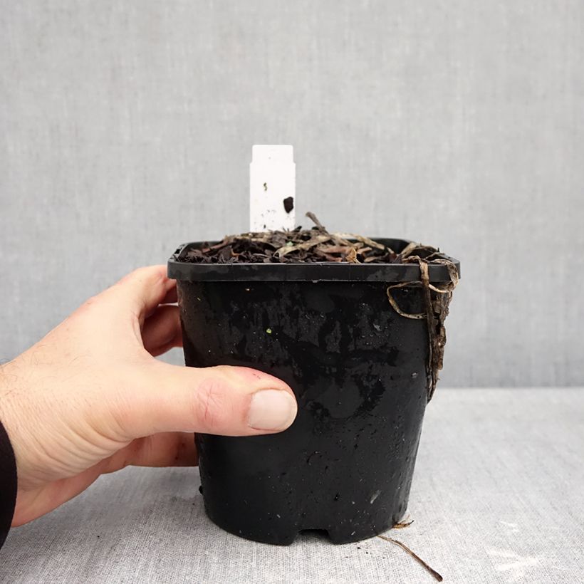 Exemplar von Hosta Improved White Feather - Garten-Funkie Topf mit 1,5L/2L wie im Herbst geliefert