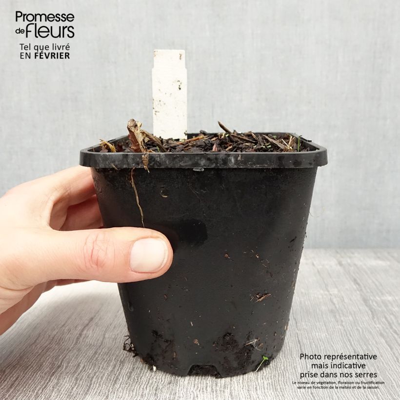 Exemplar von Hosta tardiana June Fever - Garten-Funkie Topf mit 1,5L/2L wie im Winter geliefert