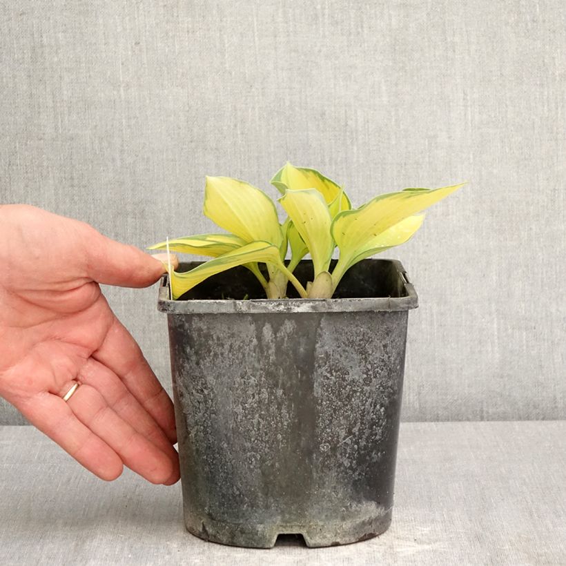 Exemplar von Hosta tardiana June - Garten-Funkie Topf mit 2L/3L wie im Frühjahr geliefert