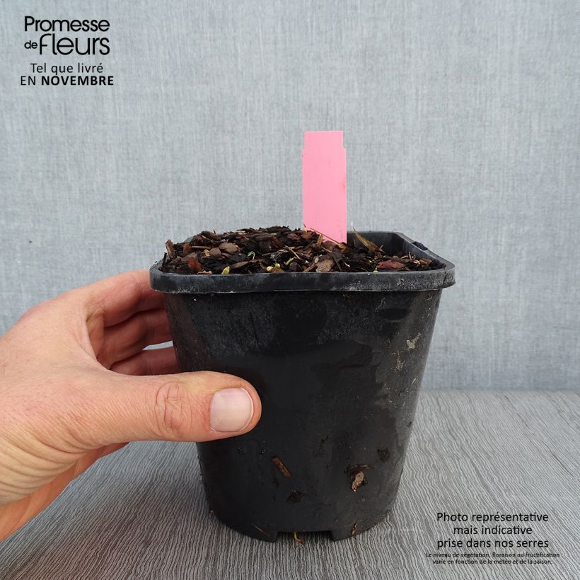 Exemplar von Hosta Jurassic Park - Garten-Funkie Topf mit 1,5L/2L wie im Herbst geliefert