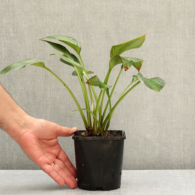 Exemplar von Hosta Justine - Garten-Funkie Topf mit 1,5L/2L wie im Herbst geliefert