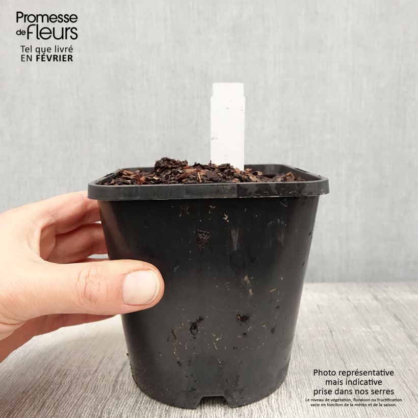 Exemplar von Hosta Justine - Garten-Funkie Topf mit 1,5L/2L wie im Winter geliefert