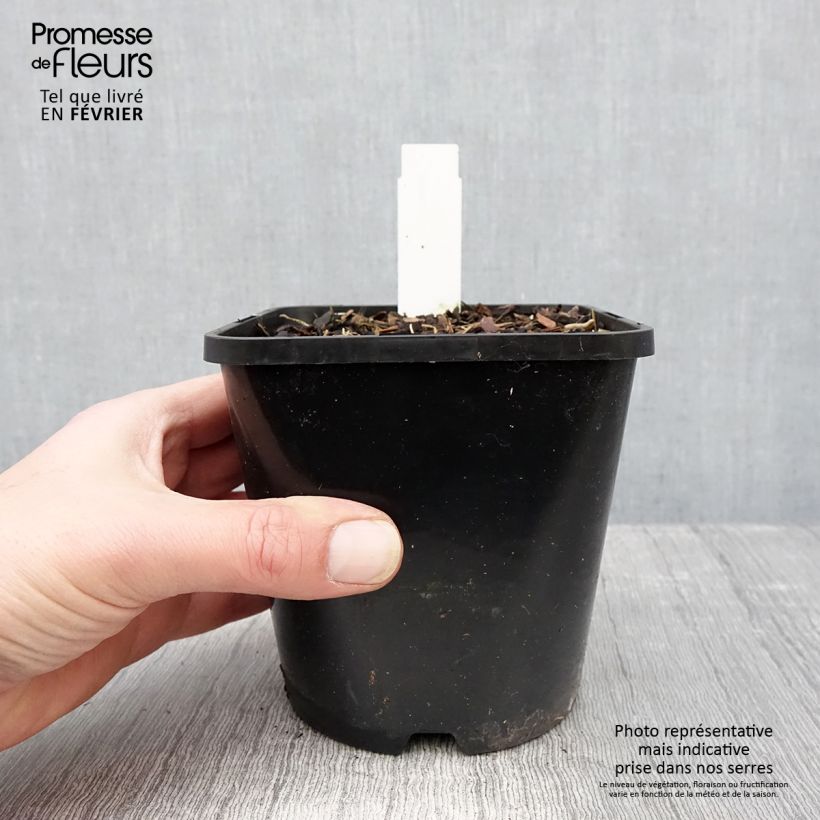 Exemplar von Hosta Lady in Red - Garten-Funkie Topf mit 1,5L/2L wie im Winter geliefert