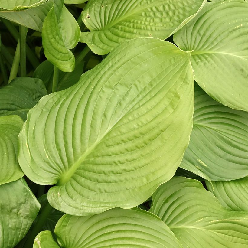 Hosta Lakeside Maverick - Garten-Funkie (Laub)
