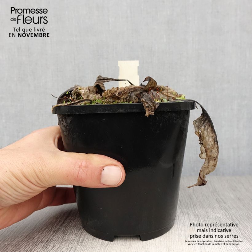 Exemplar von Hosta Lakeside Prophecy Fulfilled - Garten-Funkie Topf mit 1,5L/2L wie im Herbst geliefert