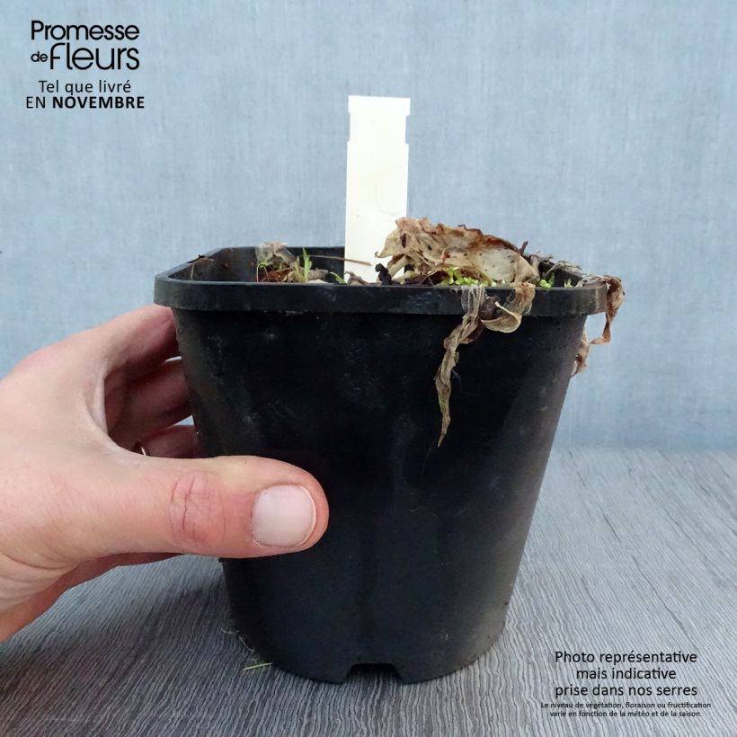 Exemplar von Hosta Let's Twist Again - Garten-Funkie Topf mit 1,5L/2L wie im Herbst geliefert