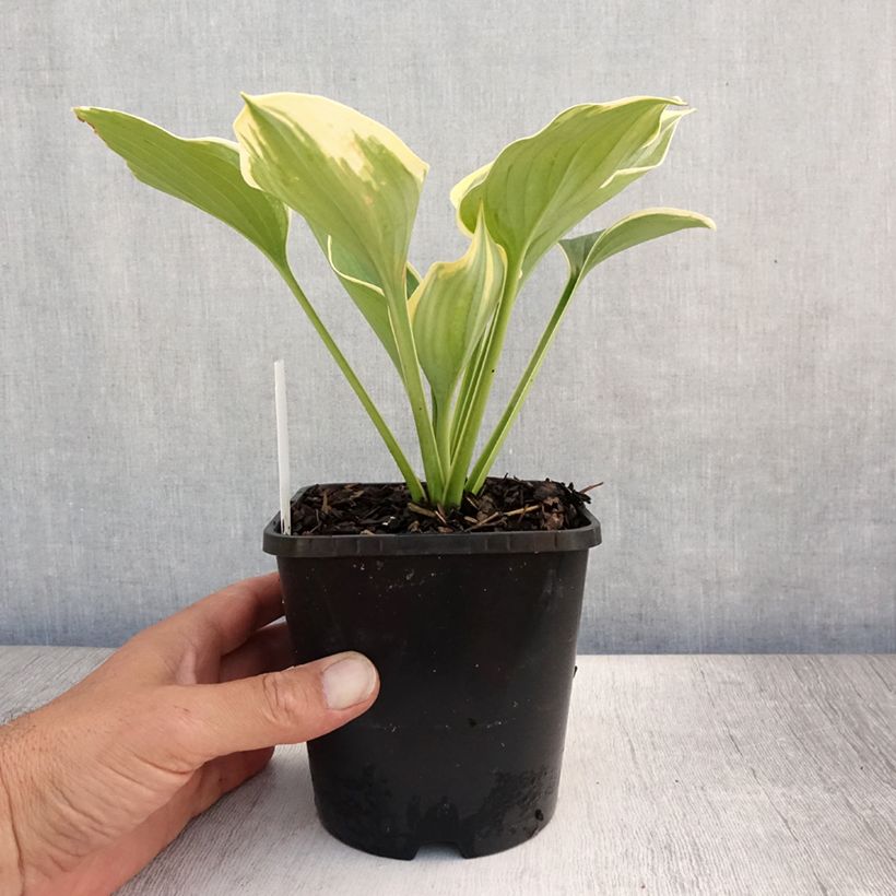 Exemplar von Hosta Liberty - Garten-Funkie Topf mit 1,5L/2L wie im Sommer geliefert