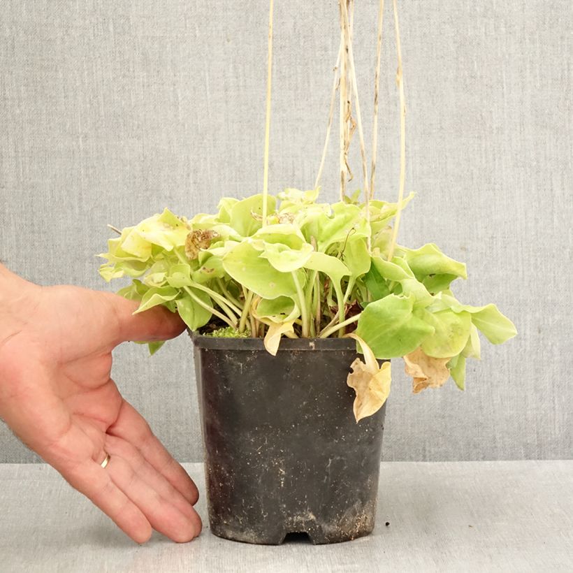 Exemplar von Hosta Limey Lisa - Garten-Funkie Topf mit 1,5L/2L wie im Herbst geliefert