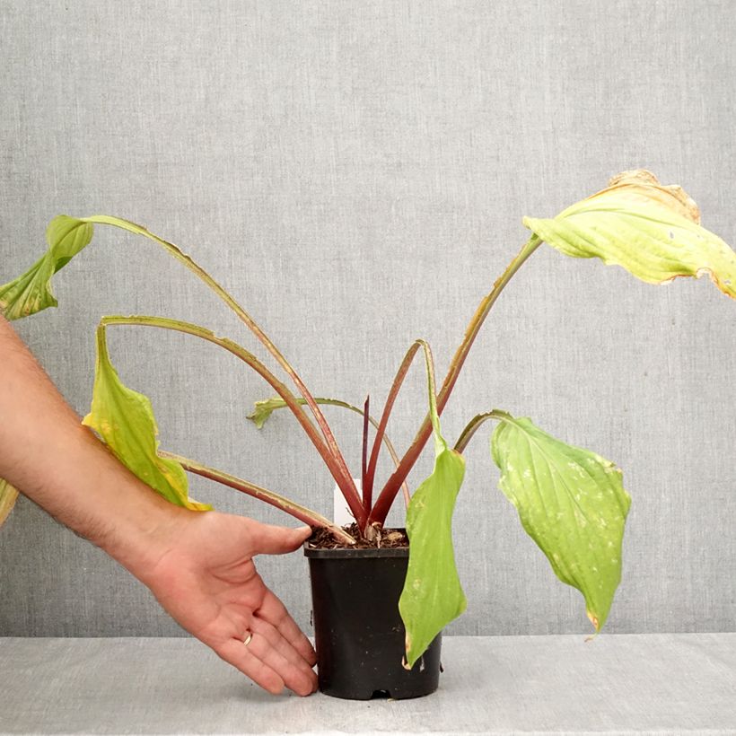 Exemplar von Hosta Lipstick Kiss - Garten-Funkie Topf mit 1,5L/2L wie im Herbst geliefert