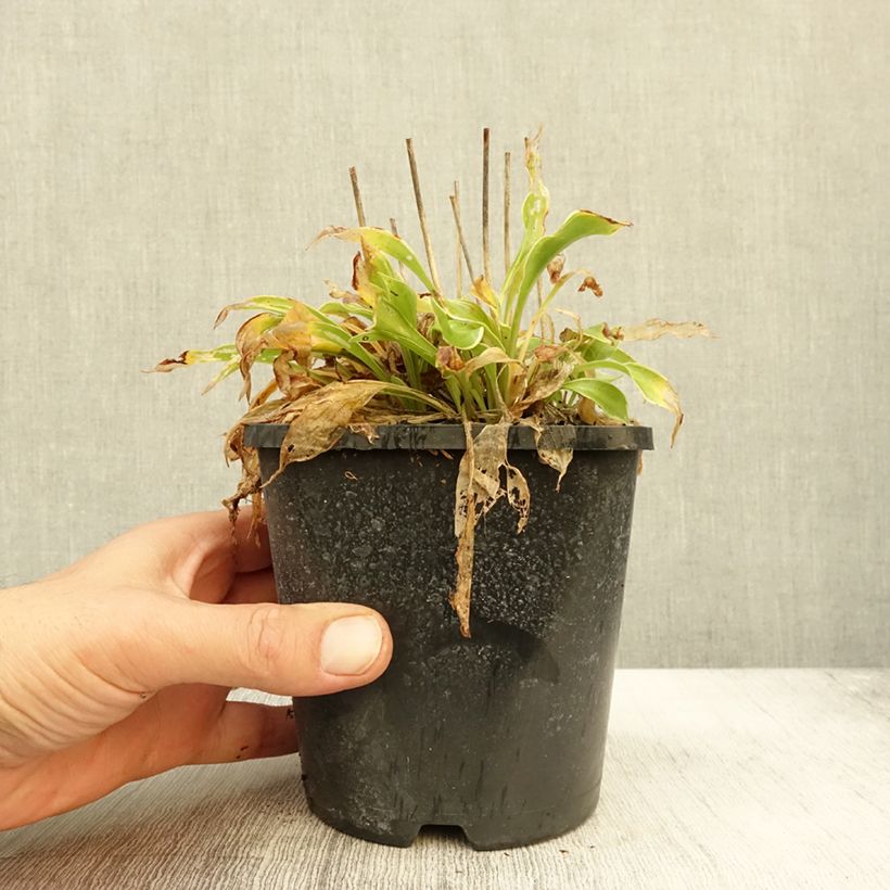 Exemplar von Hosta Little Devil - Garten-Funkie Topf mit 1,5L/2L wie im Herbst geliefert