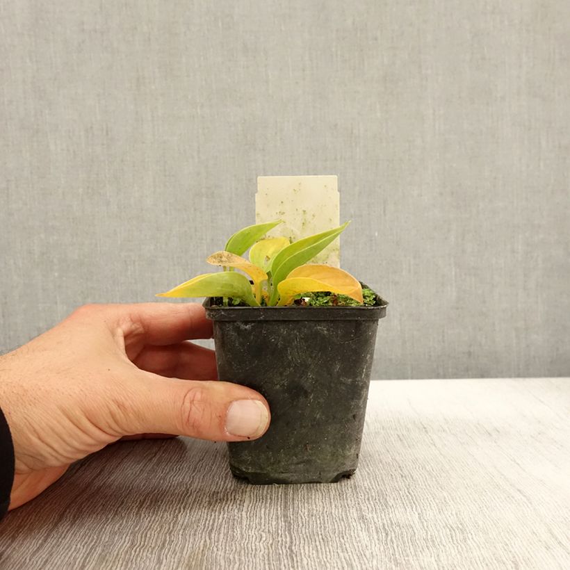 Exemplar von Hosta Love Pat - Garten-Funkie Kleine Töpfe von 8/9 cm wie im Herbst geliefert