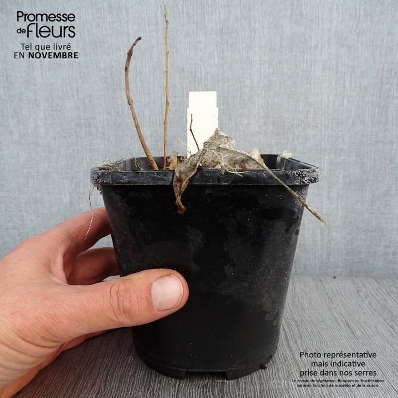 Exemplar von Hosta Marilyn Monroe - Garten-Funkie Topf mit 1,5L/2L wie im Herbst geliefert