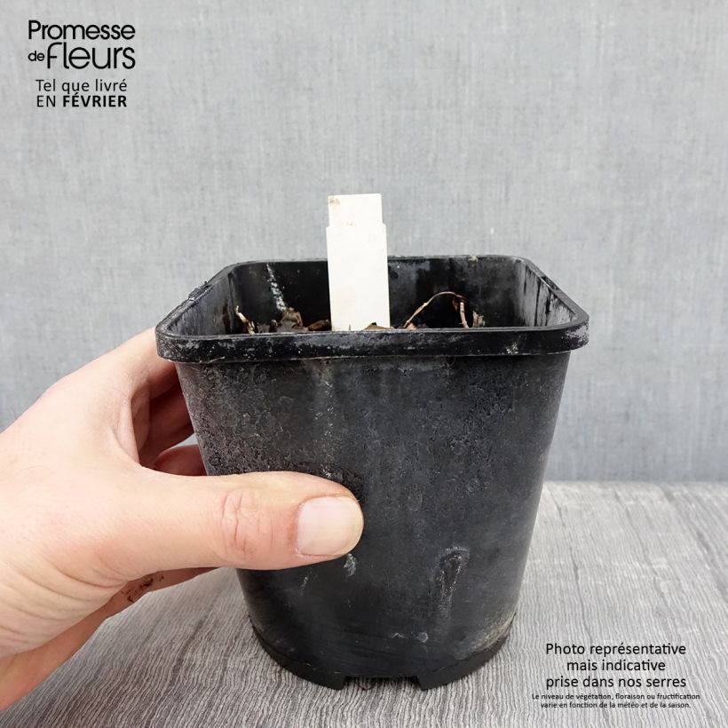 Exemplar von Hosta Marilyn Monroe - Garten-Funkie Topf mit 1,5L/2L wie im Winter geliefert