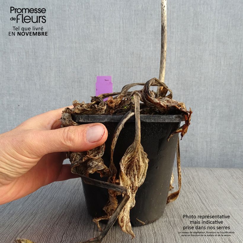 Exemplar von Hosta Midnight at the Oasis - Garten-Funkie Topf mit 1,5L/2L wie im Herbst geliefert