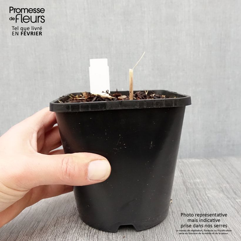 Exemplar von Hosta Mini Skirt - Garten-Funkie Topf mit 1,5L/2L wie im Winter geliefert