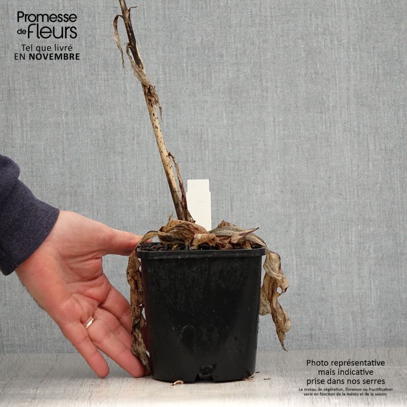 Exemplar von Hosta Minuteman - Garten-Funkie Topf mit 1,5L/2L wie im Herbst geliefert