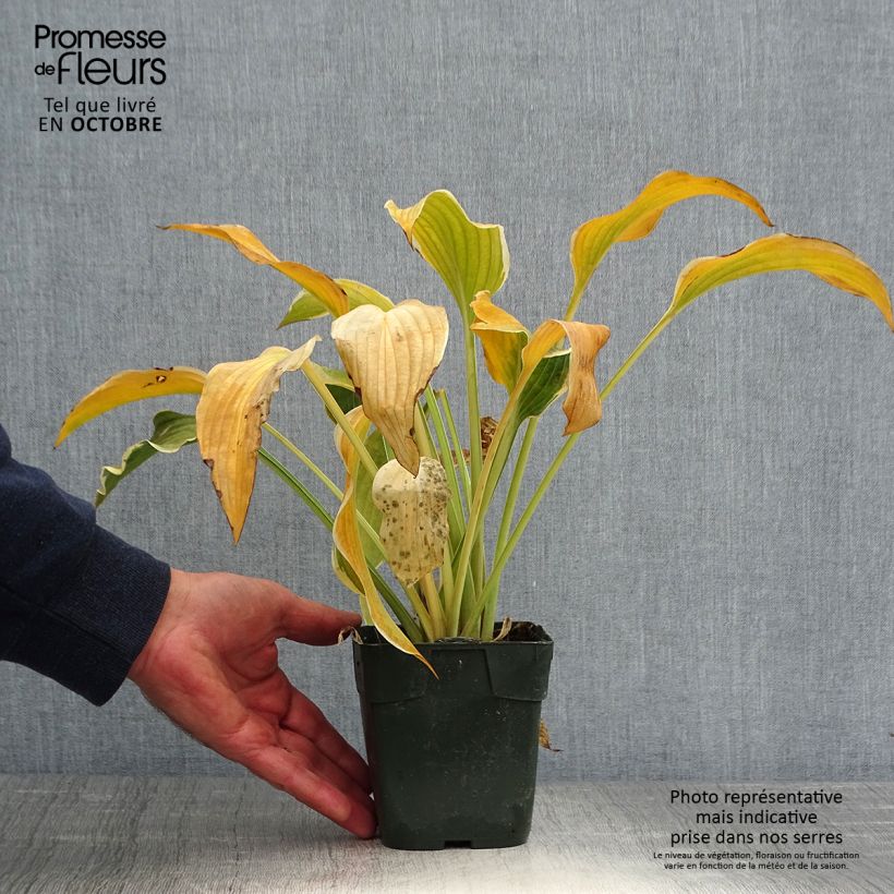 Exemplar von Hosta montana Yellow River - Garten-Funkie Kleine Töpfe von 8/9 cm wie im Herbst geliefert