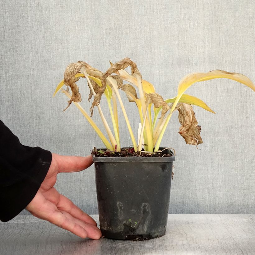 Exemplar von Hosta montana Yellow River - Garten-Funkie Topf mit 1,5L/2L wie im Herbst geliefert