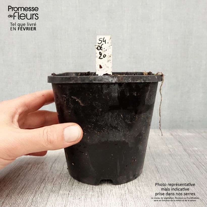 Exemplar von Hosta Moulin Rouge - Garten-Funkie Topf mit 1,5L/2L wie im Winter geliefert