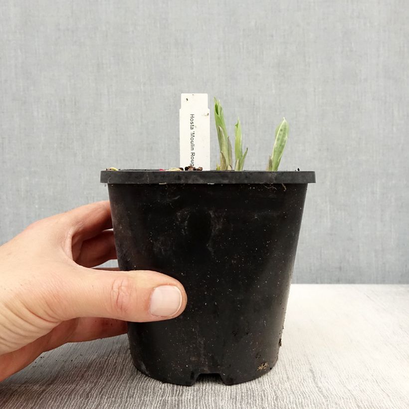 Exemplar von Hosta Moulin Rouge - Garten-Funkie Topf mit 1,5L/2L wie im Frühjahr geliefert